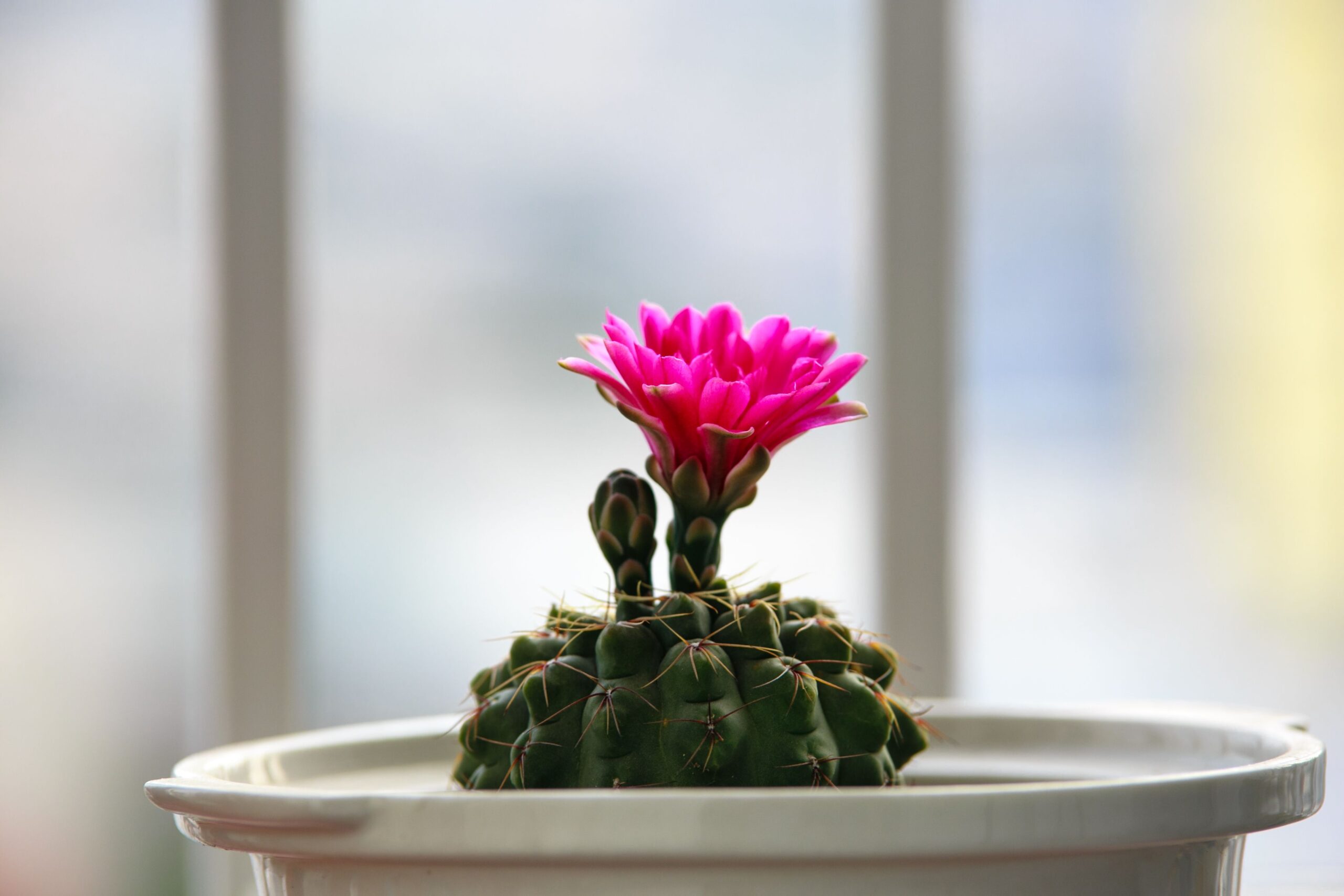 サボテンの花を上手に咲かせる方法！管理のコツと開花の条件を解説し