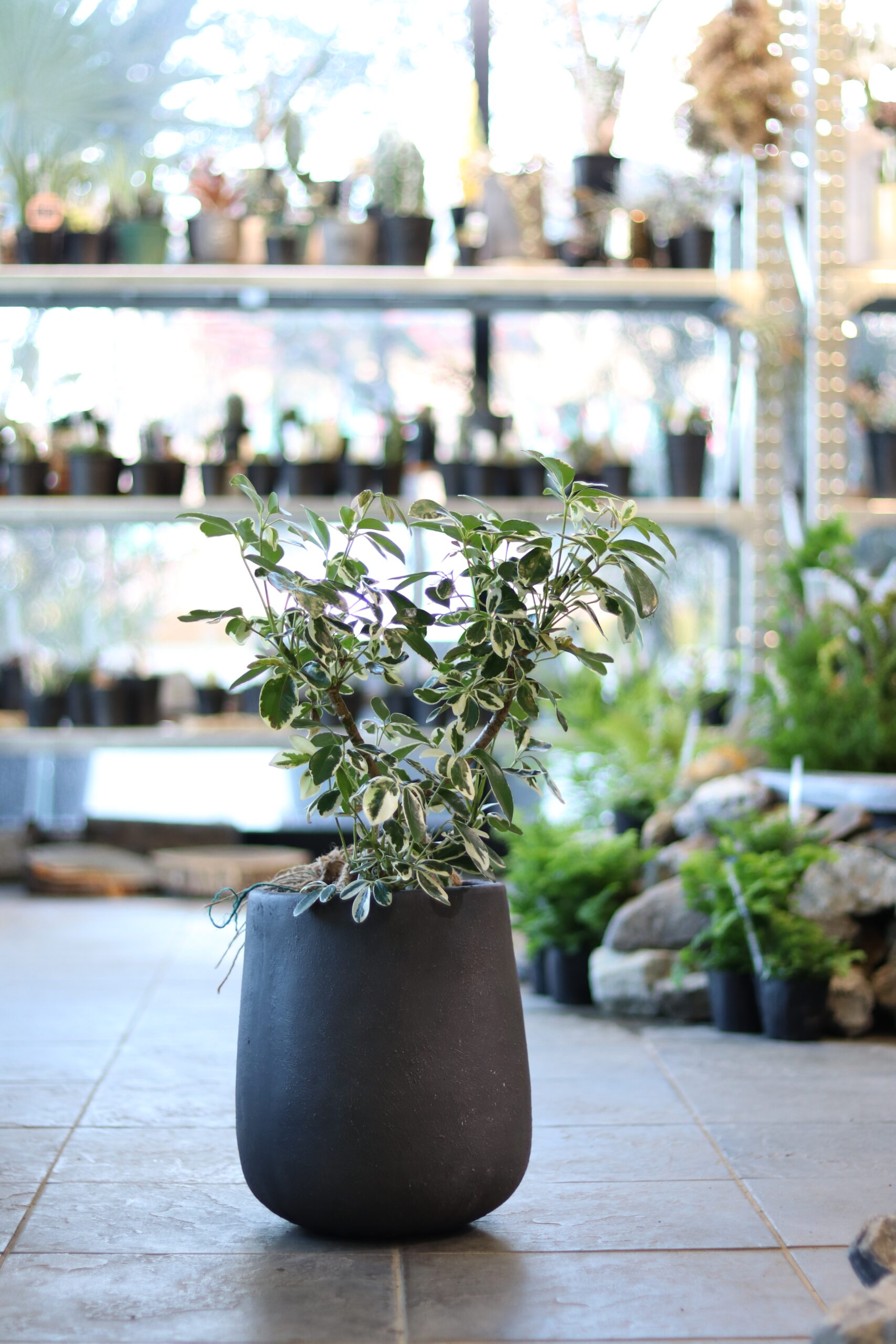 シェフレラミルキー朴 | GOOD2BASE｜グッドツーベース