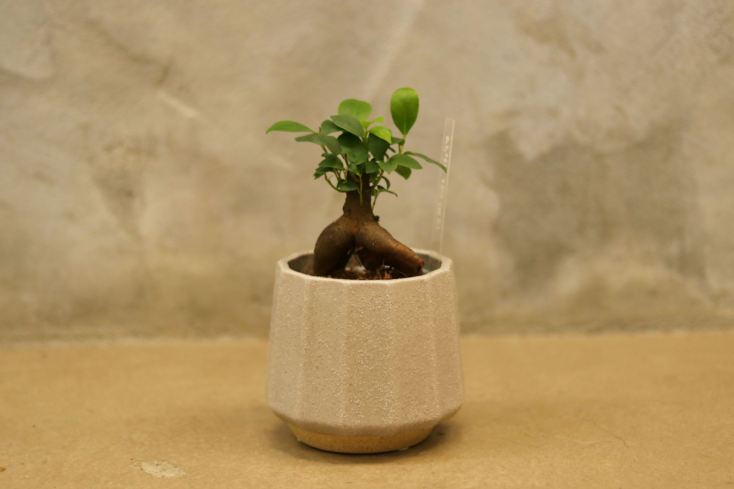 ガジュマル | GOOD2BASE｜グッドツーベース