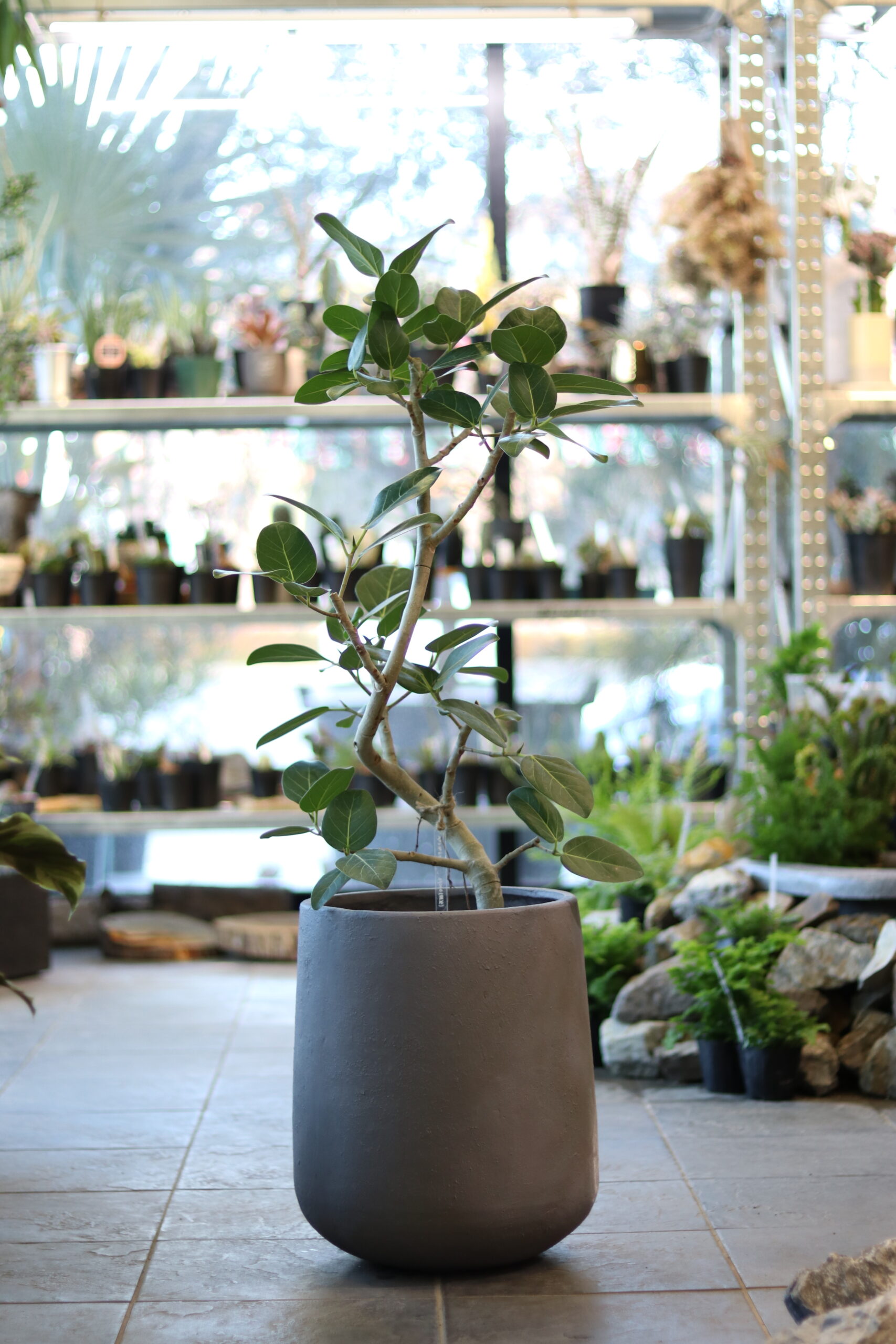 ラッドウィンプス 観葉植物　ベンガレンシス　高さ２００センチ 配達可 ベンガレンシス | GOOD2BASE｜グッドツーベース