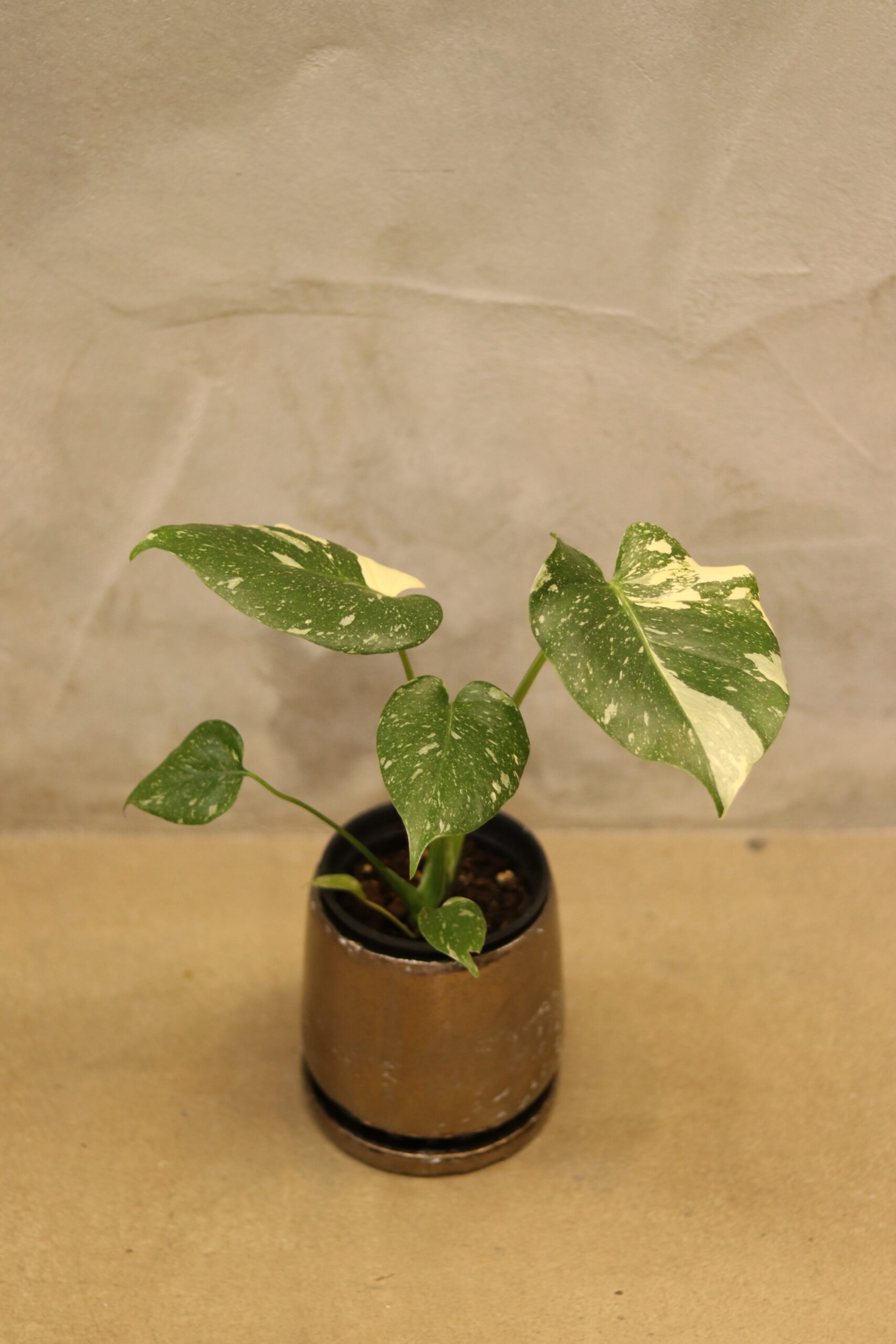 穴多めのモンステラコンパクタに新しい葉が開く - 私のモンステラ