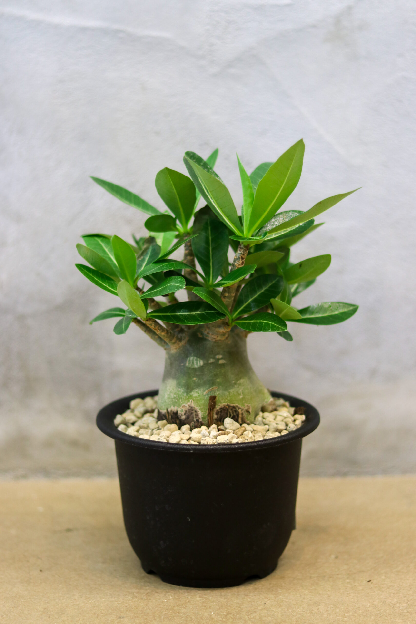 アデニウム・モンスター | GOOD2BASE｜グッドツーベース