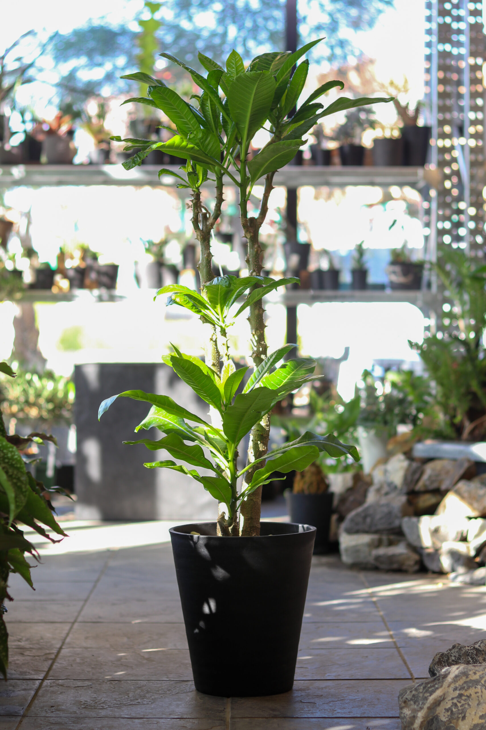 20%オフ6/21】【目覚めて葉が展開！】【3/11 20%off】【希少な大株