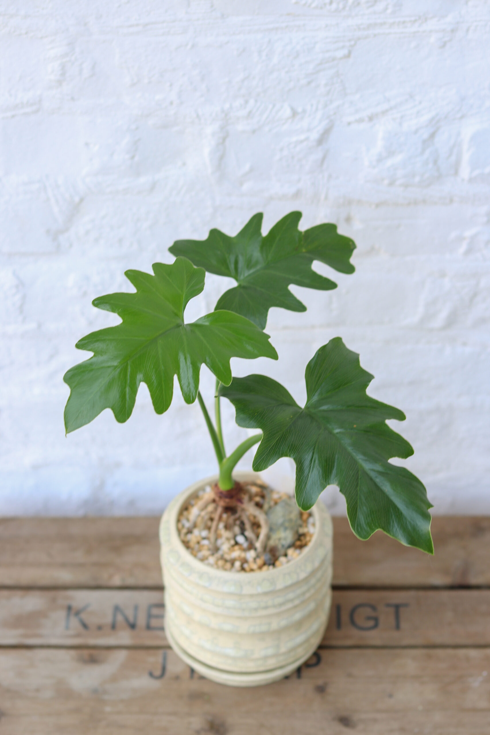 観葉植物 セローム 170cm セローム | GOOD2BASE｜グッドツーベース